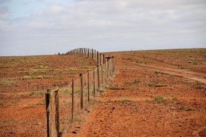 dog fence